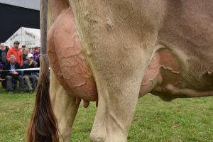 011Schneuter mittlere detail